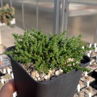 Sedum acre (dw)