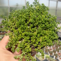 Sedum album cv. Chloroticum (dw)