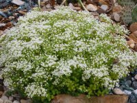 Sedum album cv. Chloroticum (dw)