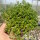 Sedum album cv. Chloroticum (dw)
