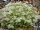 Sedum album cv. Chloroticum (dw)