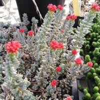 Sedum booleanum
