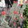 Sedum booleanum