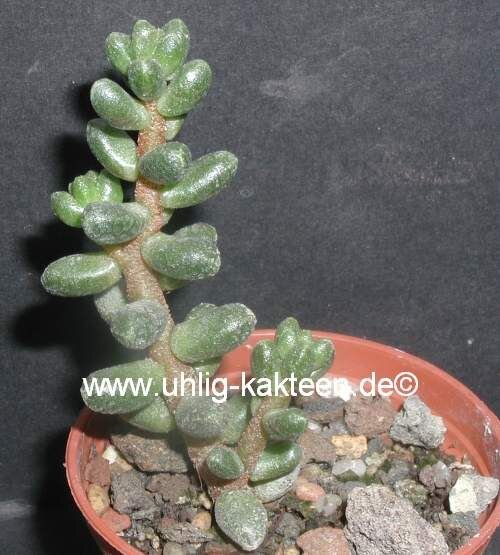 Sedum furfuraceum