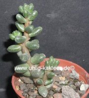 Sedum furfuraceum