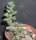 Sedum furfuraceum