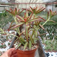 Sedum adolphi cv. Firestorm