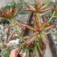Sedum adolphi cv. Firestorm
