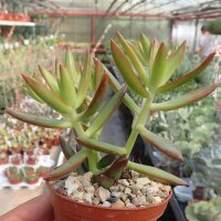 Sedum adolphi cv. Firestorm