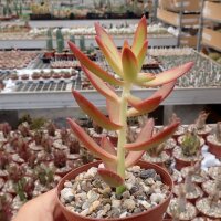 Sedum adolphi cv. Firestorm