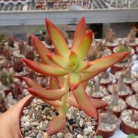 Sedum adolphi cv. Firestorm