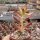 Sedum adolphi cv. Firestorm
