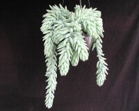 Sedum morganianum