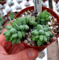 Sedum morganianum
