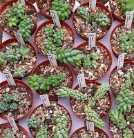 Sedum morganianum