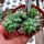 Sedum morganianum