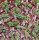 Sedum morganianum