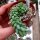 Sedum morganianum