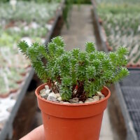 Sedum multiceps