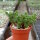 Sedum multiceps