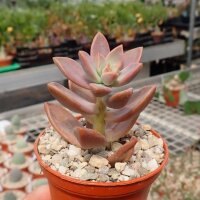 Sedum nussbaumerianum