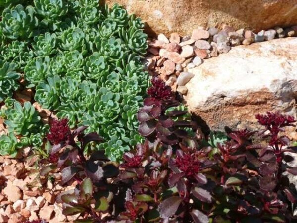 Sedum pachycladus (dw)