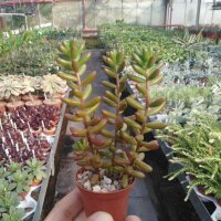 Sedum rubrotinctum