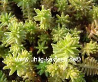 Sedum sexangulare (dw)