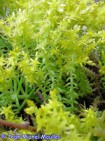Sedum sexangulare (dw)
