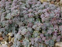 Sedum spathulifolium Capa Blanco (dw)