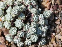 Sedum spathulifolium Capa Blanco (dw)