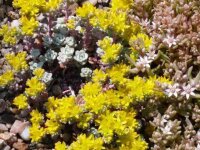 Sedum spathulifolium Capa Blanco (dw)