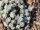 Sedum spathulifolium Capa Blanco (dw)