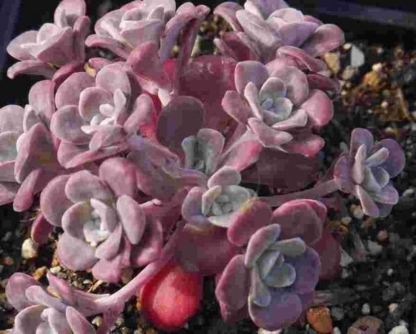 Sedum spathulifolium Purpureum (dw)