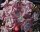 Sedum spathulifolium Purpureum (dw)