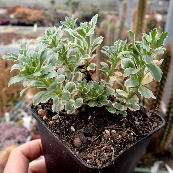 Sedum takesimense cv. Atlantis (dw)