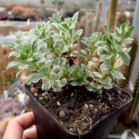 Sedum takesimense cv. Atlantis (dw)