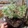 Sedum takesimense cv. Atlantis (dw)
