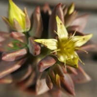 Sedum weinbergii