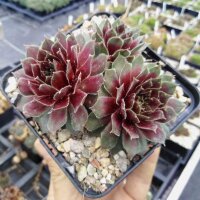 Sempervivum Abba (dw)