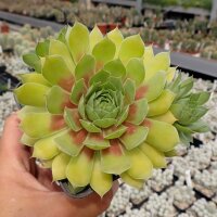 Sempervivum Chick Charms® Gold Nugget (dw)