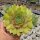 Sempervivum Chick Charms® Gold Nugget (dw)