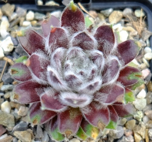 Sempervivum Ankögel Mallnitz, Naturhybride der arachnoideum-Gruppe (dw)