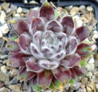 Sempervivum Ankögel Mallnitz, Naturhybride der...
