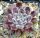 Sempervivum Ankögel Mallnitz, Naturhybride der arachnoideum-Gruppe (dw)