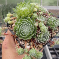 Sempervivum Ashes of Roses (dw)
