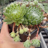 Sempervivum Ashes of Roses (dw)