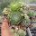 Sempervivum Ashes of Roses (dw)