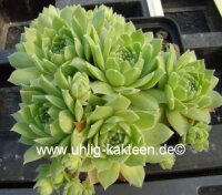 Sempervivum atlanticum (dw)
