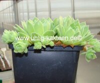 Sempervivum atlanticum (dw)